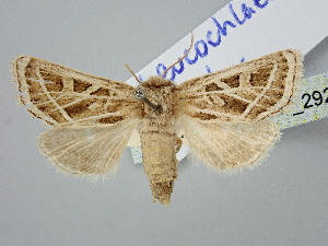  ( - BGE_ZSM_LEP_2928)  @11 [ ] by-nc-sa (2025) SNSB, Staatliche Naturwissenschaftliche Sammlungen Bayerns ZSM (SNSB, Zoologische Staatssammlung Muenchen)