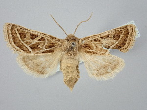 ( - BGE_ZSM_LEP_2930)  @11 [ ] by-nc-sa (2025) SNSB, Staatliche Naturwissenschaftliche Sammlungen Bayerns ZSM (SNSB, Zoologische Staatssammlung Muenchen)