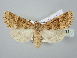  ( - BGE_ZSM_LEP_2931)  @11 [ ] by-nc-sa (2025) SNSB, Staatliche Naturwissenschaftliche Sammlungen Bayerns ZSM (SNSB, Zoologische Staatssammlung Muenchen)