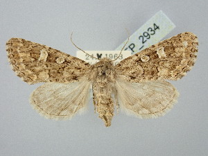  ( - BGE_ZSM_LEP_2934)  @11 [ ] by-nc-sa (2025) SNSB, Staatliche Naturwissenschaftliche Sammlungen Bayerns ZSM (SNSB, Zoologische Staatssammlung Muenchen)