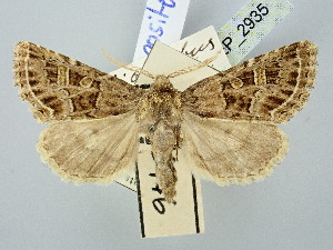  (Leucochlaena seposita - BGE_ZSM_LEP_2935)  @11 [ ] by-nc-sa (2025) SNSB, Staatliche Naturwissenschaftliche Sammlungen Bayerns ZSM (SNSB, Zoologische Staatssammlung Muenchen)