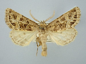  ( - BGE_ZSM_LEP_2936)  @11 [ ] by-nc-sa (2025) SNSB, Staatliche Naturwissenschaftliche Sammlungen Bayerns ZSM (SNSB, Zoologische Staatssammlung Muenchen)
