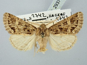  ( - BGE_ZSM_LEP_2937)  @11 [ ] by-nc-sa (2025) SNSB, Staatliche Naturwissenschaftliche Sammlungen Bayerns ZSM (SNSB, Zoologische Staatssammlung Muenchen)