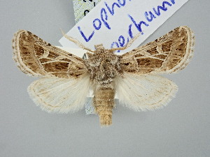  ( - BGE_ZSM_LEP_2944)  @11 [ ] by-nc-sa (2025) SNSB, Staatliche Naturwissenschaftliche Sammlungen Bayerns ZSM (SNSB, Zoologische Staatssammlung Muenchen)