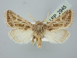  (Lophoterges hoerhammeri - BGE_ZSM_LEP_2945)  @11 [ ] by-nc-sa (2025) SNSB, Staatliche Naturwissenschaftliche Sammlungen Bayerns ZSM (SNSB, Zoologische Staatssammlung Muenchen)