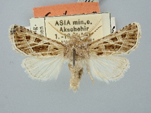 ( - BGE_ZSM_LEP_2946)  @11 [ ] by-nc-sa (2025) SNSB, Staatliche Naturwissenschaftliche Sammlungen Bayerns ZSM (SNSB, Zoologische Staatssammlung Muenchen)