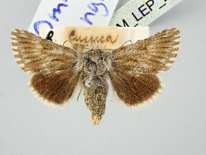  (Omia banghaasi - BGE_ZSM_LEP_2947)  @11 [ ] by-nc-sa (2025) SNSB, Staatliche Naturwissenschaftliche Sammlungen Bayerns ZSM (SNSB, Zoologische Staatssammlung Muenchen)