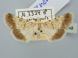  ( - BGE_ZSM_LEP_2948)  @11 [ ] by-nc-sa (2025) SNSB, Staatliche Naturwissenschaftliche Sammlungen Bayerns ZSM (SNSB, Zoologische Staatssammlung Muenchen)