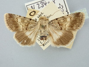  ( - BGE_ZSM_LEP_2949)  @11 [ ] by-nc-sa (2025) SNSB, Staatliche Naturwissenschaftliche Sammlungen Bayerns ZSM (SNSB, Zoologische Staatssammlung Muenchen)