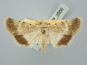  ( - BGE_ZSM_LEP_2950)  @11 [ ] by-nc-sa (2025) SNSB, Staatliche Naturwissenschaftliche Sammlungen Bayerns ZSM (SNSB, Zoologische Staatssammlung Muenchen)