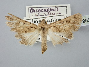  ( - BGE_ZSM_LEP_2955)  @11 [ ] by-nc-sa (2025) SNSB, Staatliche Naturwissenschaftliche Sammlungen Bayerns ZSM (SNSB, Zoologische Staatssammlung Muenchen)