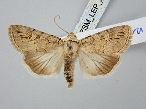  ( - BGE_ZSM_LEP_2956)  @11 [ ] by-nc-sa (2025) SNSB, Staatliche Naturwissenschaftliche Sammlungen Bayerns ZSM (SNSB, Zoologische Staatssammlung Muenchen)
