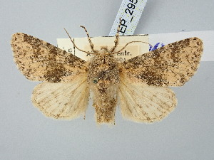 ( - BGE_ZSM_LEP_2958)  @11 [ ] by-nc-sa (2025) SNSB, Staatliche Naturwissenschaftliche Sammlungen Bayerns ZSM (SNSB, Zoologische Staatssammlung Muenchen)