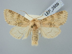  ( - BGE_ZSM_LEP_2959)  @11 [ ] by-nc-sa (2025) SNSB, Staatliche Naturwissenschaftliche Sammlungen Bayerns ZSM (SNSB, Zoologische Staatssammlung Muenchen)