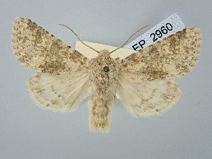  ( - BGE_ZSM_LEP_2960)  @11 [ ] by-nc-sa (2025) SNSB, Staatliche Naturwissenschaftliche Sammlungen Bayerns ZSM (SNSB, Zoologische Staatssammlung Muenchen)