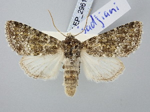  ( - BGE_ZSM_LEP_2961)  @11 [ ] by-nc-sa (2025) SNSB, Staatliche Naturwissenschaftliche Sammlungen Bayerns ZSM (SNSB, Zoologische Staatssammlung Muenchen)
