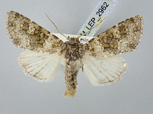  ( - BGE_ZSM_LEP_2962)  @11 [ ] by-nc-sa (2025) SNSB, Staatliche Naturwissenschaftliche Sammlungen Bayerns ZSM (SNSB, Zoologische Staatssammlung Muenchen)
