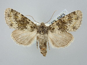  ( - BGE_ZSM_LEP_2963)  @11 [ ] by-nc-sa (2025) SNSB, Staatliche Naturwissenschaftliche Sammlungen Bayerns ZSM (SNSB, Zoologische Staatssammlung Muenchen)