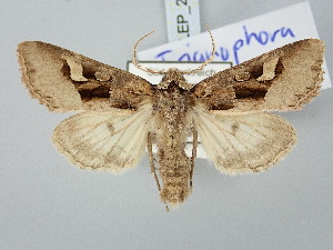  ( - BGE_ZSM_LEP_2971)  @11 [ ] by-nc-sa (2025) SNSB, Staatliche Naturwissenschaftliche Sammlungen Bayerns ZSM (SNSB, Zoologische Staatssammlung Muenchen)