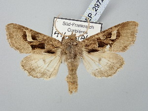  ( - BGE_ZSM_LEP_2972)  @11 [ ] by-nc-sa (2025) SNSB, Staatliche Naturwissenschaftliche Sammlungen Bayerns ZSM (SNSB, Zoologische Staatssammlung Muenchen)