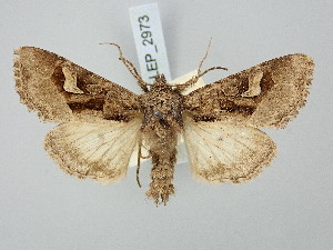  ( - BGE_ZSM_LEP_2973)  @11 [ ] by-nc-sa (2025) SNSB, Staatliche Naturwissenschaftliche Sammlungen Bayerns ZSM (SNSB, Zoologische Staatssammlung Muenchen)