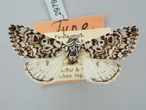  ( - BGE_ZSM_LEP_2979)  @11 [ ] by-nc-sa (2025) SNSB, Staatliche Naturwissenschaftliche Sammlungen Bayerns ZSM (SNSB, Zoologische Staatssammlung Muenchen)