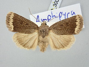  ( - BGE_ZSM_LEP_3004)  @11 [ ] by-nc-sa (2025) SNSB, Staatliche Naturwissenschaftliche Sammlungen Bayerns ZSM (SNSB, Zoologische Staatssammlung Muenchen)