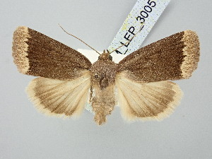  ( - BGE_ZSM_LEP_3005)  @11 [ ] by-nc-sa (2025) SNSB, Staatliche Naturwissenschaftliche Sammlungen Bayerns ZSM (SNSB, Zoologische Staatssammlung Muenchen)