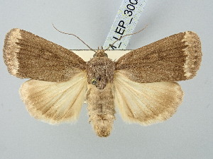  ( - BGE_ZSM_LEP_3006)  @11 [ ] by-nc-sa (2025) SNSB, Staatliche Naturwissenschaftliche Sammlungen Bayerns ZSM (SNSB, Zoologische Staatssammlung Muenchen)