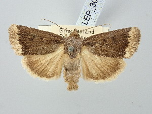  ( - BGE_ZSM_LEP_3007)  @11 [ ] by-nc-sa (2025) SNSB, Staatliche Naturwissenschaftliche Sammlungen Bayerns ZSM (SNSB, Zoologische Staatssammlung Muenchen)