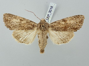  (Apamea sicula - BGE_ZSM_LEP_3018)  @11 [ ] by-nc-sa (2025) SNSB, Staatliche Naturwissenschaftliche Sammlungen Bayerns ZSM (SNSB, Zoologische Staatssammlung Muenchen)