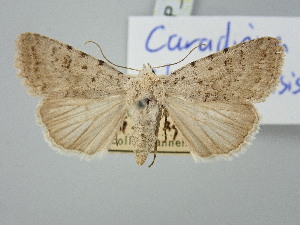  ( - BGE_ZSM_LEP_3036)  @11 [ ] by-nc-sa (2025) SNSB, Staatliche Naturwissenschaftliche Sammlungen Bayerns ZSM (SNSB, Zoologische Staatssammlung Muenchen)