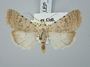  ( - BGE_ZSM_LEP_3038)  @11 [ ] by-nc-sa (2025) SNSB, Staatliche Naturwissenschaftliche Sammlungen Bayerns ZSM (SNSB, Zoologische Staatssammlung Muenchen)