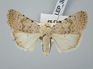  ( - BGE_ZSM_LEP_3039)  @11 [ ] by-nc-sa (2025) SNSB, Staatliche Naturwissenschaftliche Sammlungen Bayerns ZSM (SNSB, Zoologische Staatssammlung Muenchen)