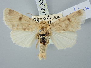  ( - BGE_ZSM_LEP_3040)  @11 [ ] by-nc-sa (2025) SNSB, Staatliche Naturwissenschaftliche Sammlungen Bayerns ZSM (SNSB, Zoologische Staatssammlung Muenchen)