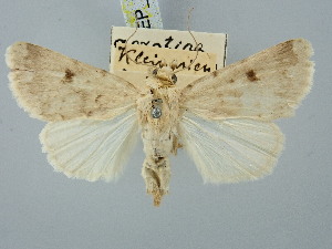  ( - BGE_ZSM_LEP_3041)  @11 [ ] by-nc-sa (2025) SNSB, Staatliche Naturwissenschaftliche Sammlungen Bayerns ZSM (SNSB, Zoologische Staatssammlung Muenchen)