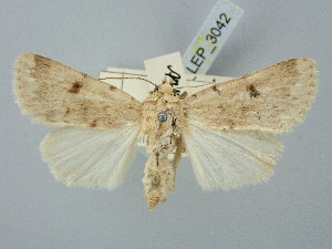  ( - BGE_ZSM_LEP_3042)  @11 [ ] by-nc-sa (2025) SNSB, Staatliche Naturwissenschaftliche Sammlungen Bayerns ZSM (SNSB, Zoologische Staatssammlung Muenchen)