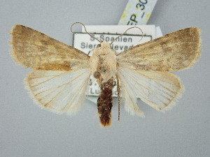  ( - BGE_ZSM_LEP_3048)  @11 [ ] by-nc-sa (2025) SNSB, Staatliche Naturwissenschaftliche Sammlungen Bayerns ZSM (SNSB, Zoologische Staatssammlung Muenchen)