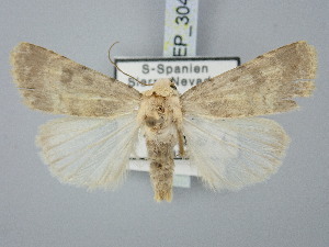  ( - BGE_ZSM_LEP_3049)  @11 [ ] by-nc-sa (2025) SNSB, Staatliche Naturwissenschaftliche Sammlungen Bayerns ZSM (SNSB, Zoologische Staatssammlung Muenchen)