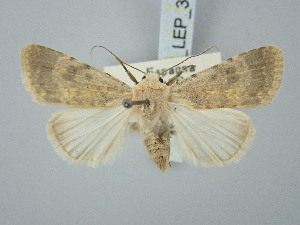 ( - BGE_ZSM_LEP_3050)  @11 [ ] by-nc-sa (2025) SNSB, Staatliche Naturwissenschaftliche Sammlungen Bayerns ZSM (SNSB, Zoologische Staatssammlung Muenchen)