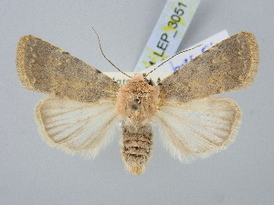  ( - BGE_ZSM_LEP_3051)  @11 [ ] by-nc-sa (2025) SNSB, Staatliche Naturwissenschaftliche Sammlungen Bayerns ZSM (SNSB, Zoologische Staatssammlung Muenchen)