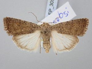  (Caradrina jacobsi - BGE_ZSM_LEP_3055)  @11 [ ] by-nc-sa (2025) SNSB, Staatliche Naturwissenschaftliche Sammlungen Bayerns ZSM (SNSB, Zoologische Staatssammlung Muenchen)