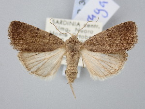  ( - BGE_ZSM_LEP_3056)  @11 [ ] by-nc-sa (2025) SNSB, Staatliche Naturwissenschaftliche Sammlungen Bayerns ZSM (SNSB, Zoologische Staatssammlung Muenchen)
