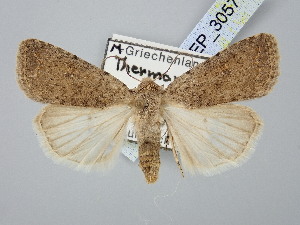  ( - BGE_ZSM_LEP_3057)  @11 [ ] by-nc-sa (2025) SNSB, Staatliche Naturwissenschaftliche Sammlungen Bayerns ZSM (SNSB, Zoologische Staatssammlung Muenchen)