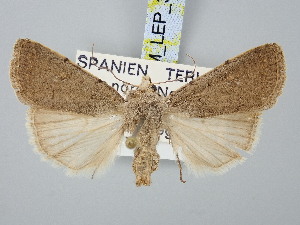  ( - BGE_ZSM_LEP_3058)  @11 [ ] by-nc-sa (2025) SNSB, Staatliche Naturwissenschaftliche Sammlungen Bayerns ZSM (SNSB, Zoologische Staatssammlung Muenchen)
