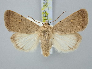  ( - BGE_ZSM_LEP_3059)  @11 [ ] by-nc-sa (2025) SNSB, Staatliche Naturwissenschaftliche Sammlungen Bayerns ZSM (SNSB, Zoologische Staatssammlung Muenchen)