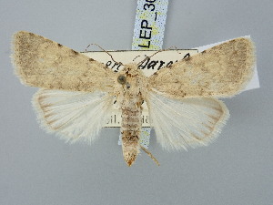  (Caradrina pertinax - BGE_ZSM_LEP_3060)  @11 [ ] by-nc-sa (2025) SNSB, Staatliche Naturwissenschaftliche Sammlungen Bayerns ZSM (SNSB, Zoologische Staatssammlung Muenchen)