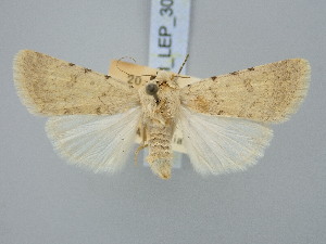 ( - BGE_ZSM_LEP_3061)  @11 [ ] by-nc-sa (2025) SNSB, Staatliche Naturwissenschaftliche Sammlungen Bayerns ZSM (SNSB, Zoologische Staatssammlung Muenchen)