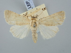  ( - BGE_ZSM_LEP_3062)  @11 [ ] by-nc-sa (2025) SNSB, Staatliche Naturwissenschaftliche Sammlungen Bayerns ZSM (SNSB, Zoologische Staatssammlung Muenchen)
