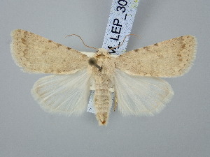  ( - BGE_ZSM_LEP_3063)  @11 [ ] by-nc-sa (2025) SNSB, Staatliche Naturwissenschaftliche Sammlungen Bayerns ZSM (SNSB, Zoologische Staatssammlung Muenchen)